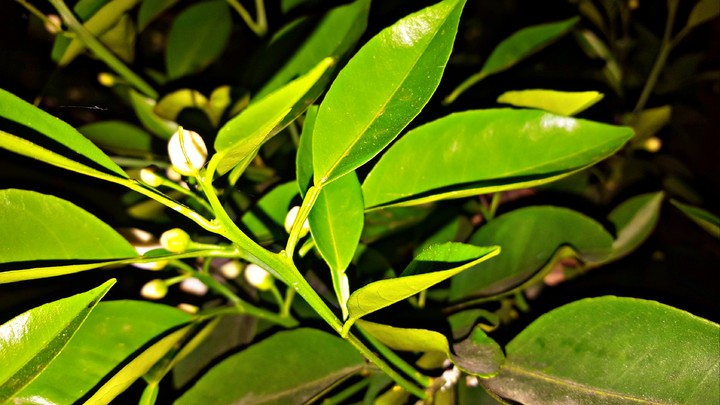 night leaves