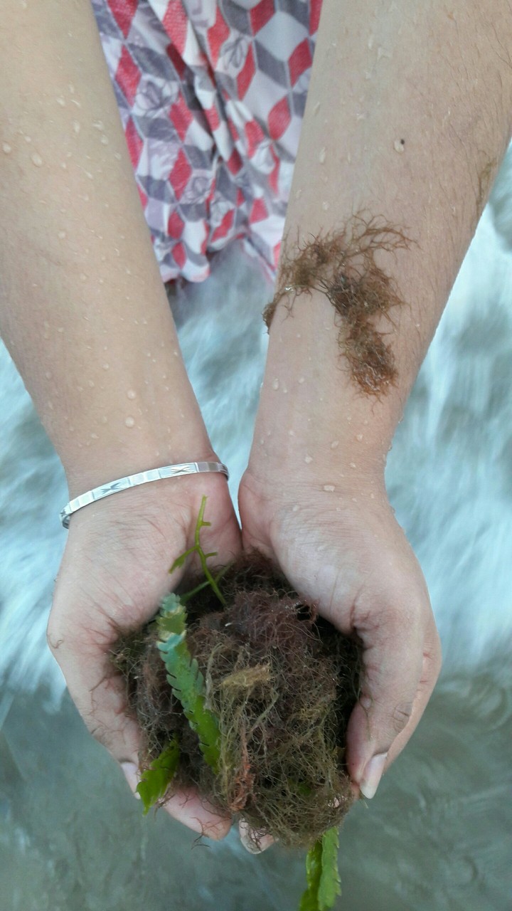 seaweed