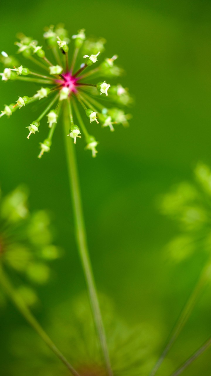 Tiny life