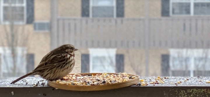 Visitor in snow