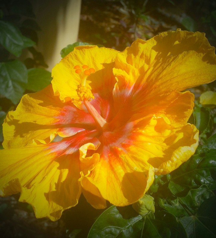 Hibiscus plant