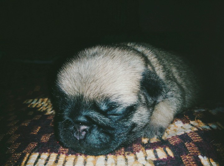 4 days pug