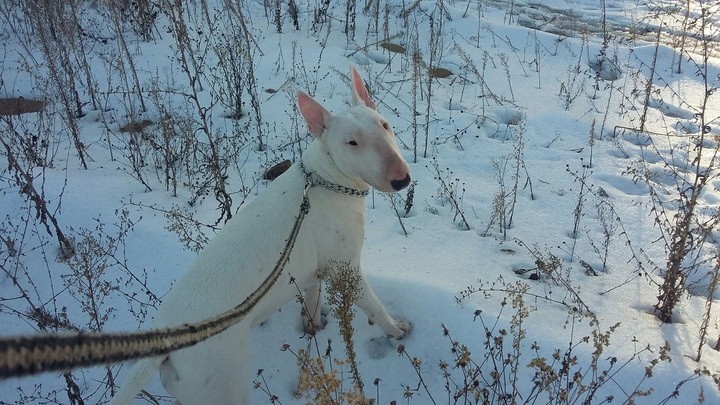 dog