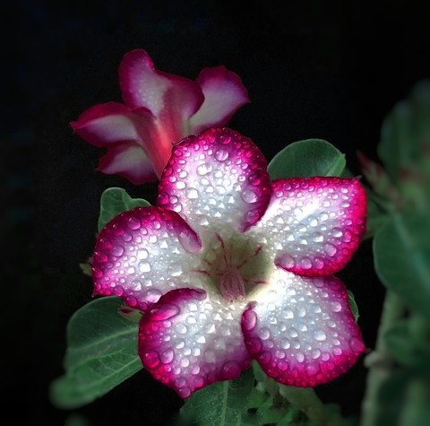 blossom