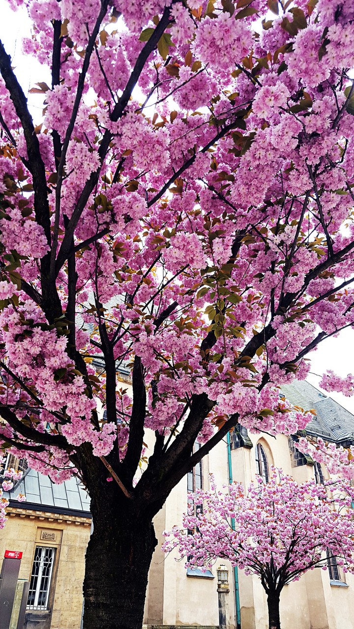 Pink tree