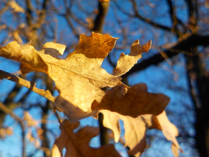 Herbst