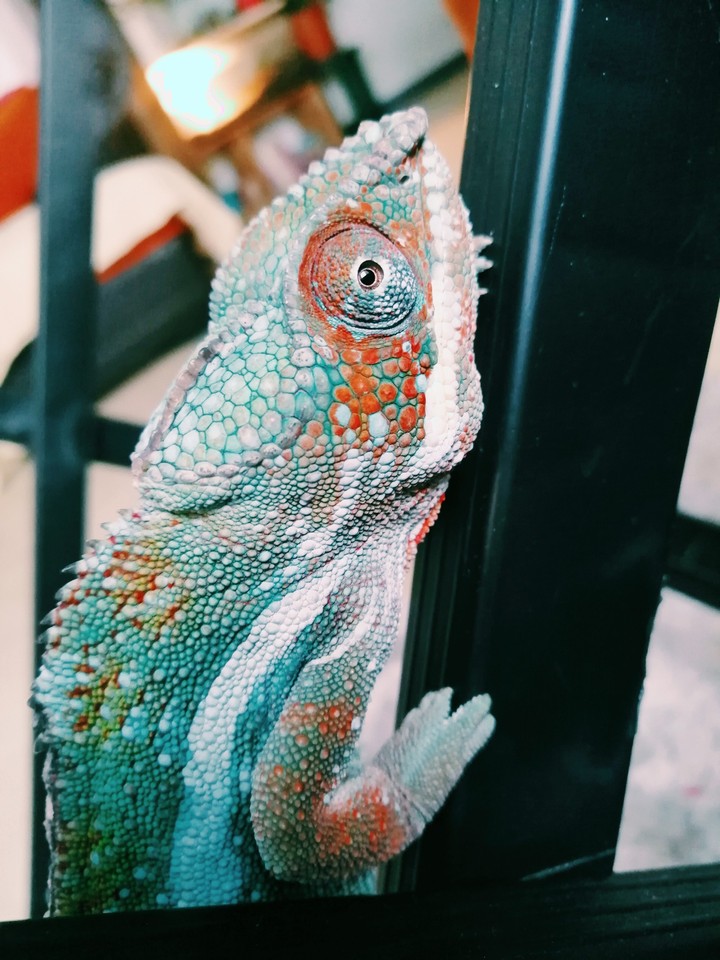 caméléon.. premon pixel