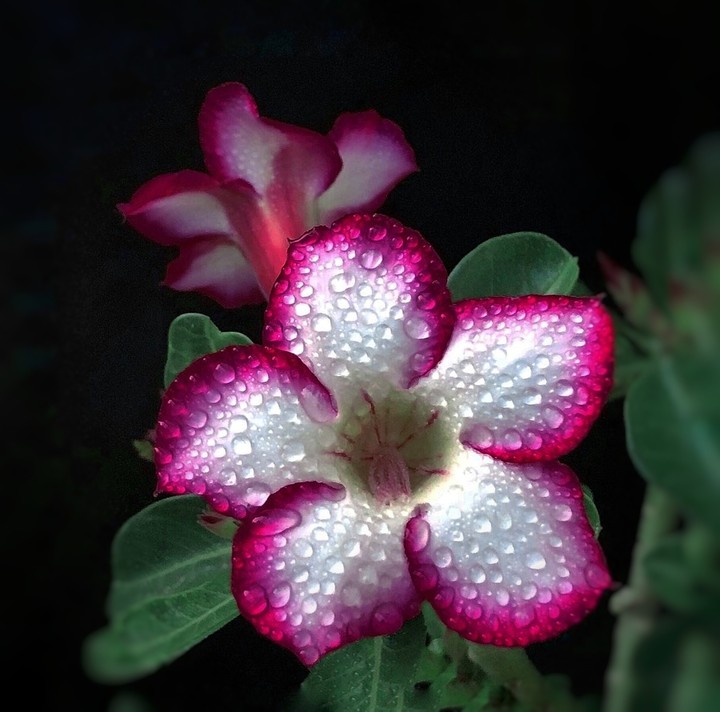 blossom