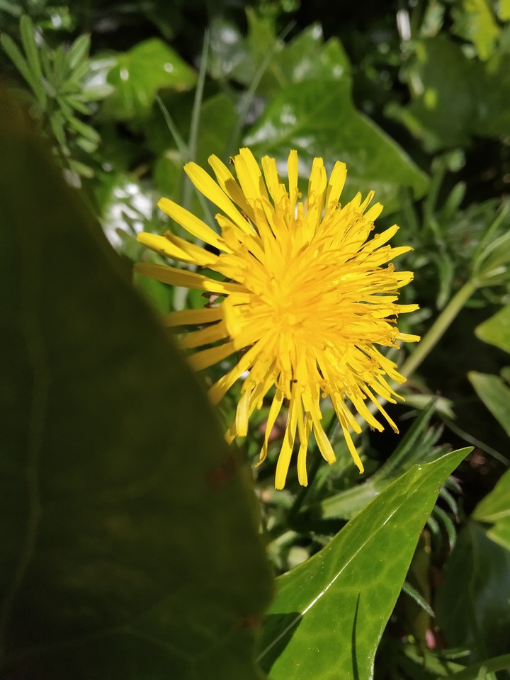 flower story