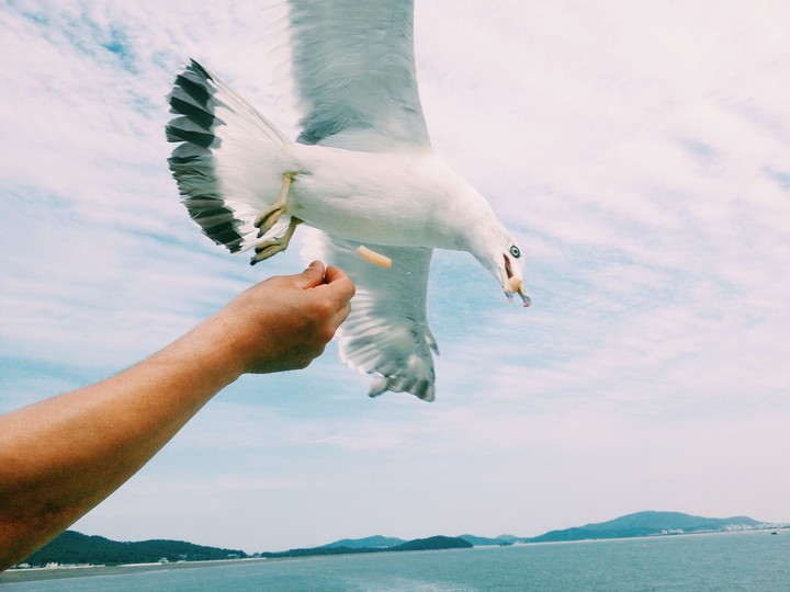 sea dove