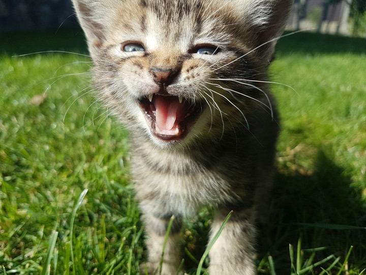 cat