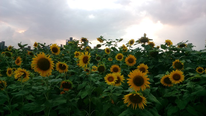 Sun flower