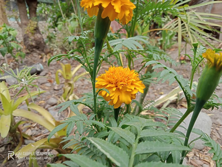 “Like a Sunshine Flower”