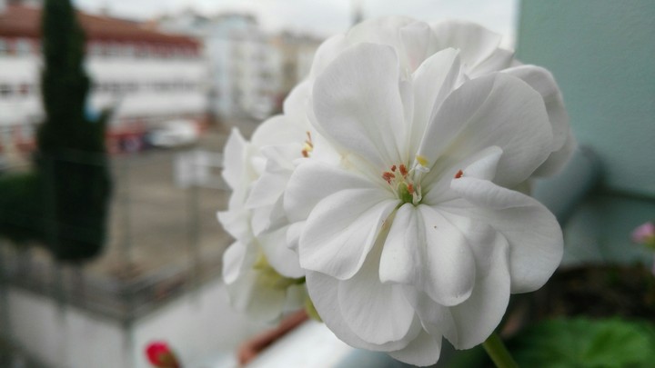 Çiceğim