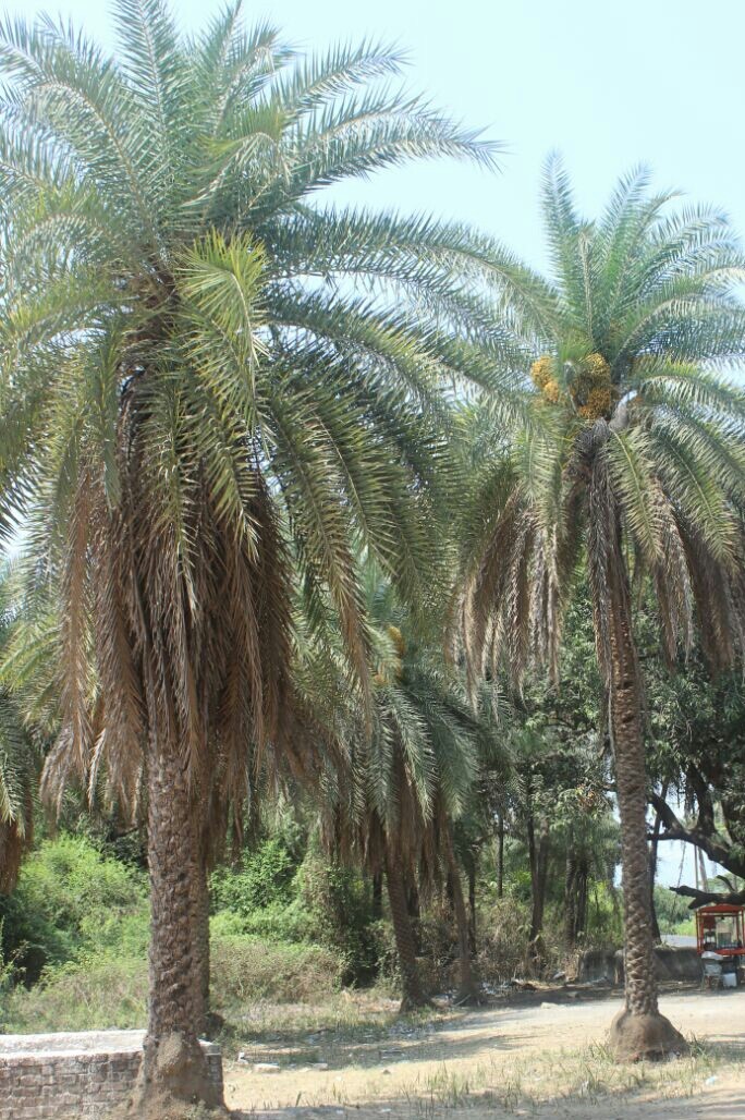 Nature