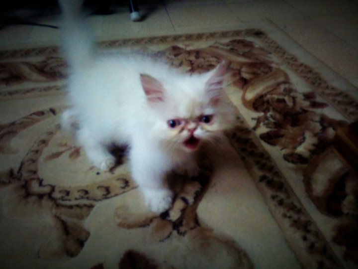 angry cat