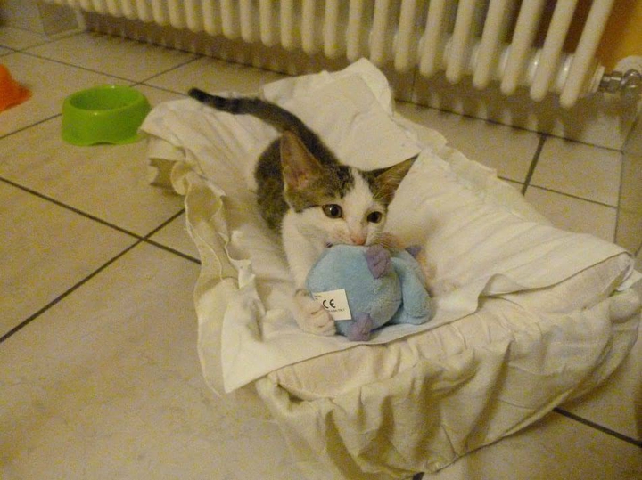 My cat