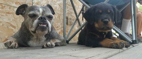 puppy pics