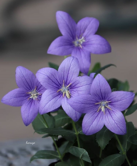 bellflower