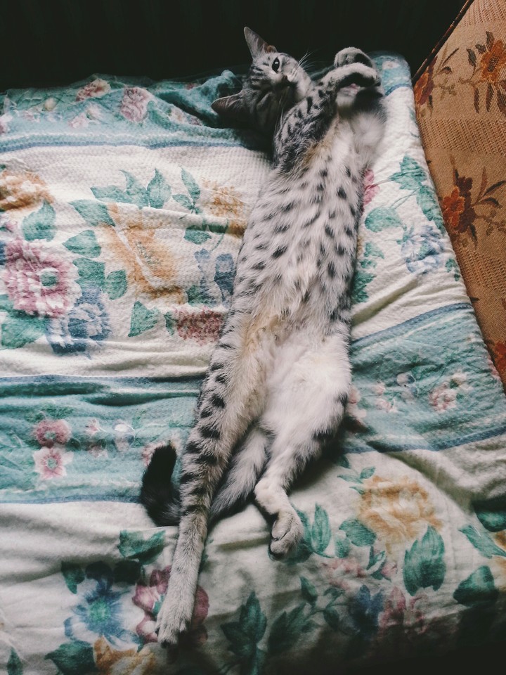spots