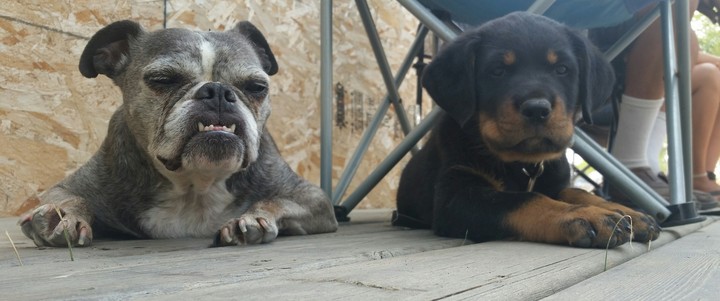 puppy pics