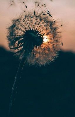 dandelion