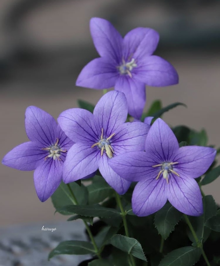 bellflower