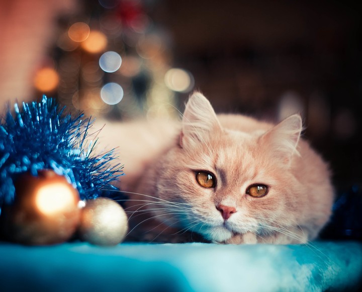 beatifull cat