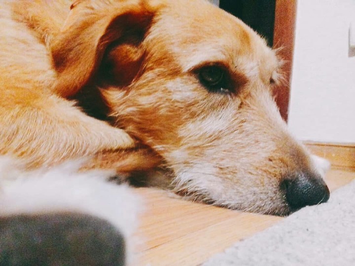 it's my dog. :)