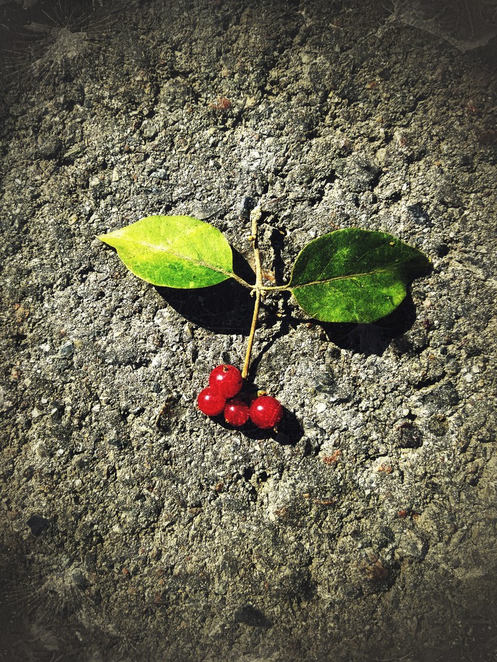 berry