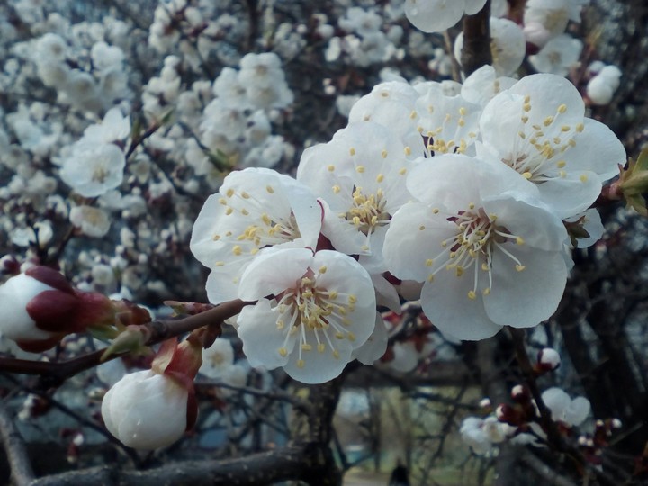 blossom