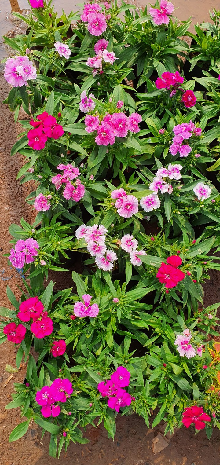multi flowers