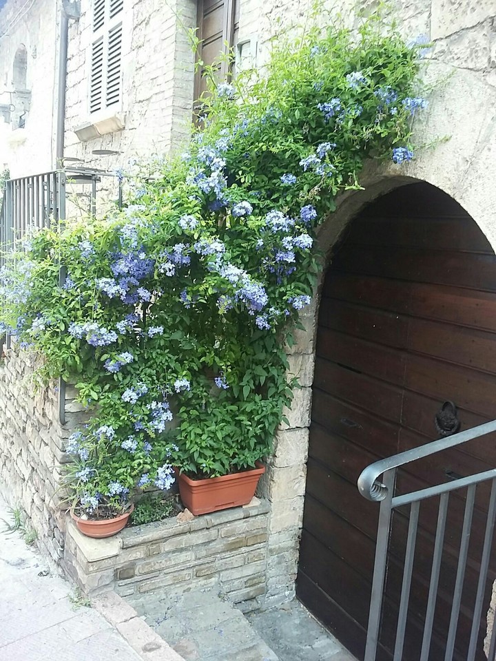 Umbria's flowers