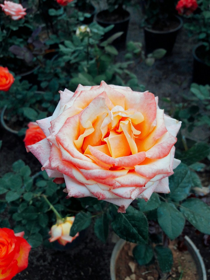 Rose