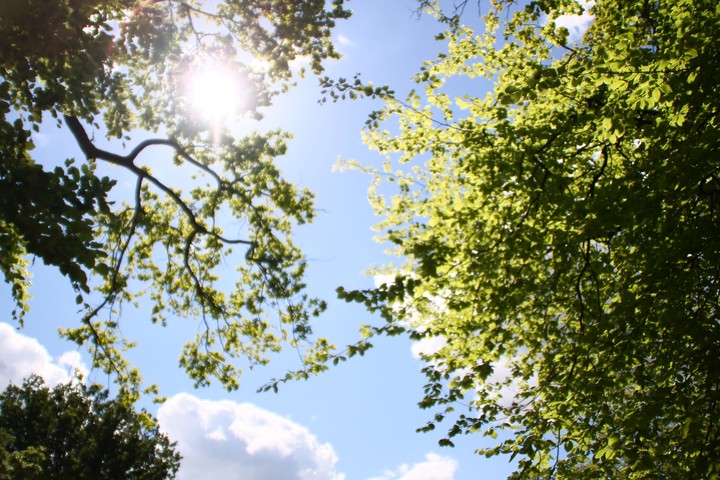 sunlight