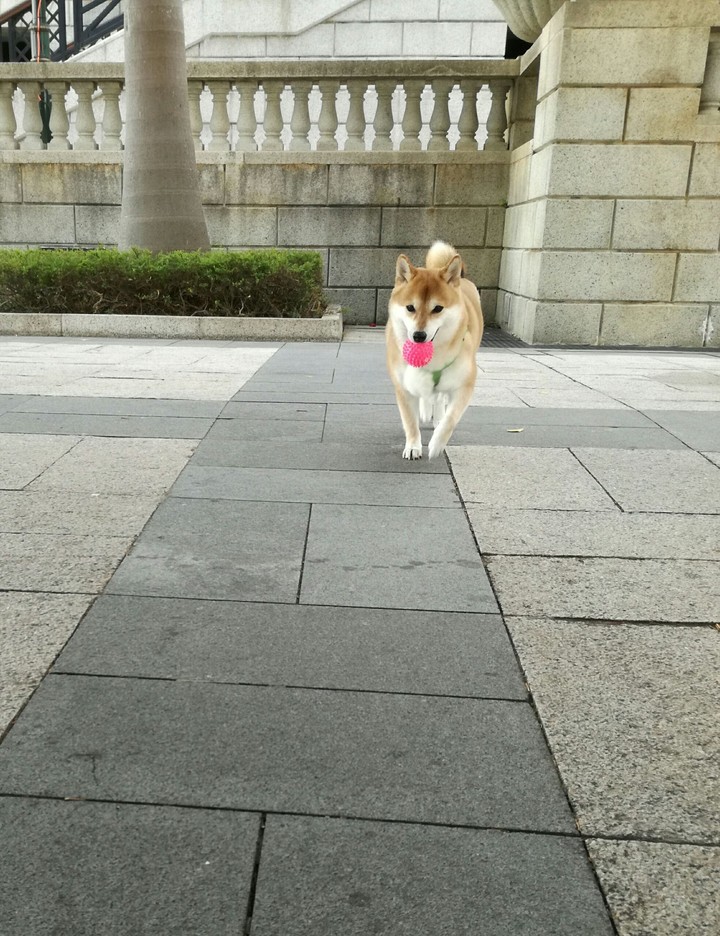 Cutie Shiba Inu pup