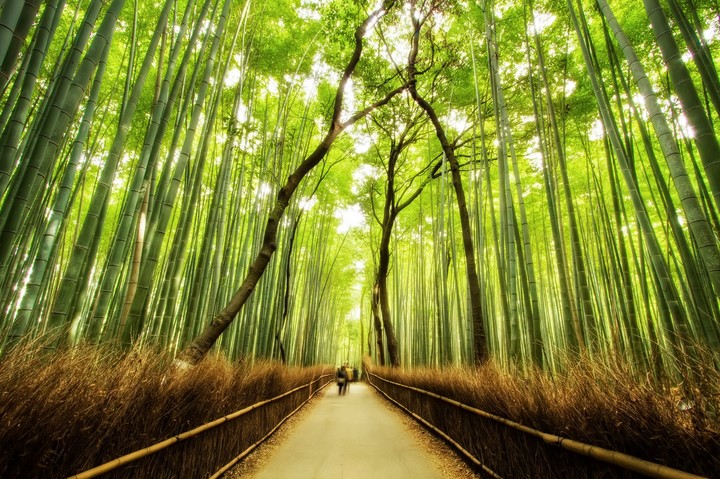 bambú forest 01