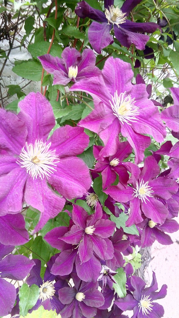 clematis