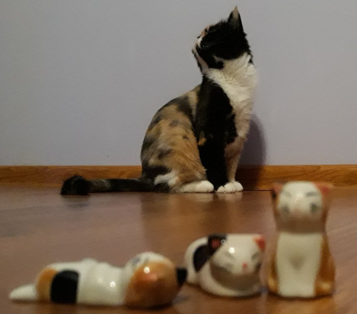 cats art