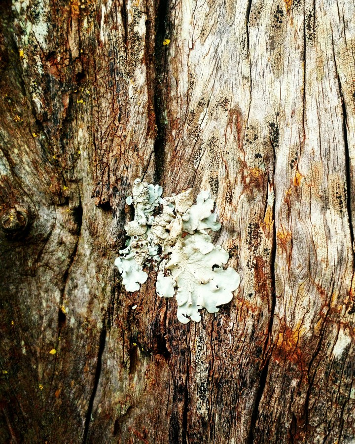 wood