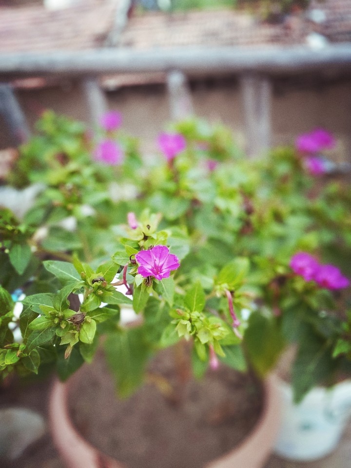 Flowers Çiçek