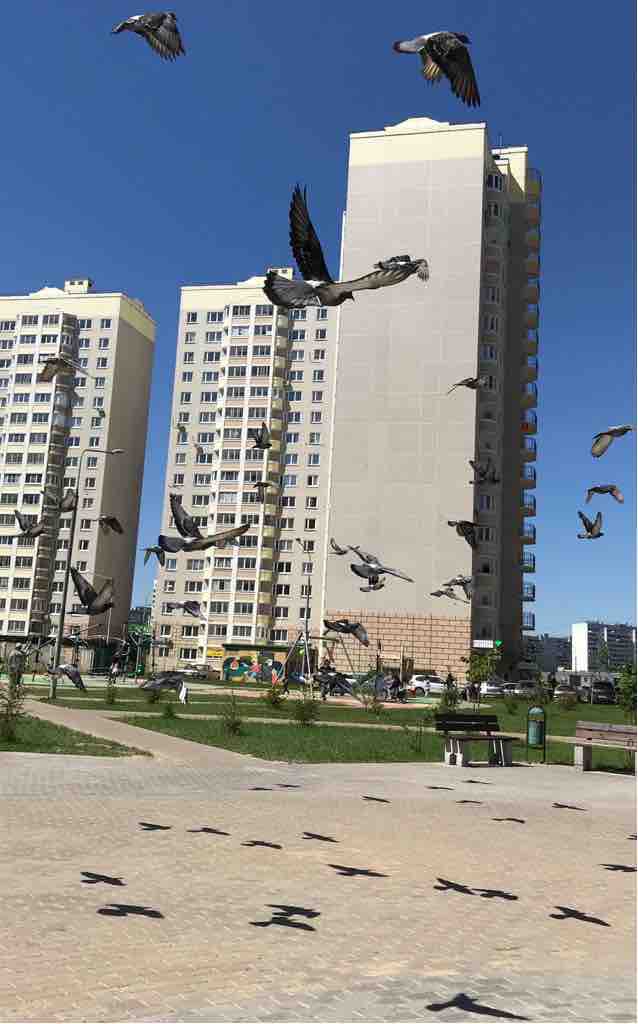 doves ?