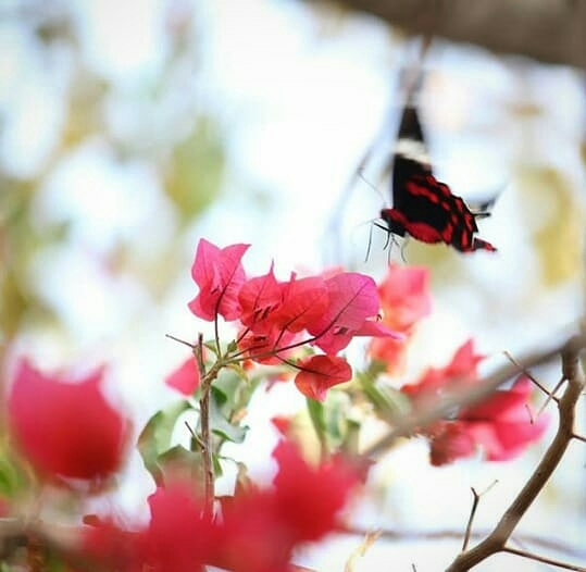 Butterfly.