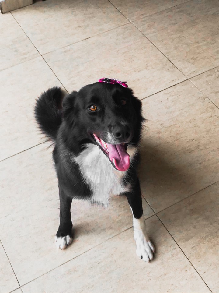 dog