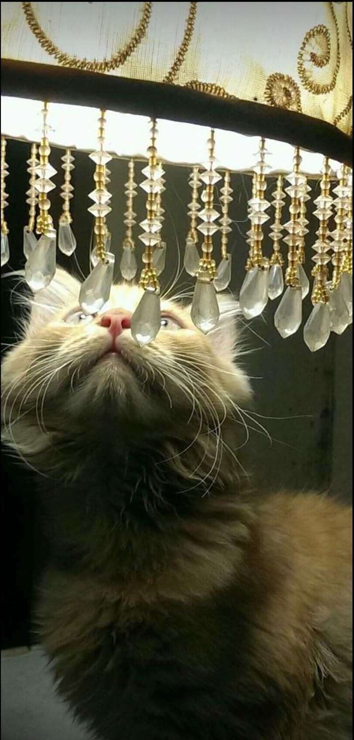 cat