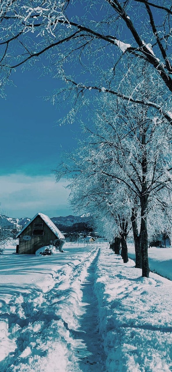 papéis de parede branch, winter