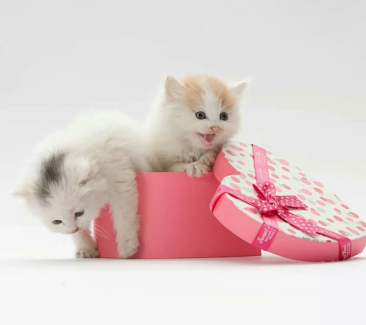 Cute Cat 