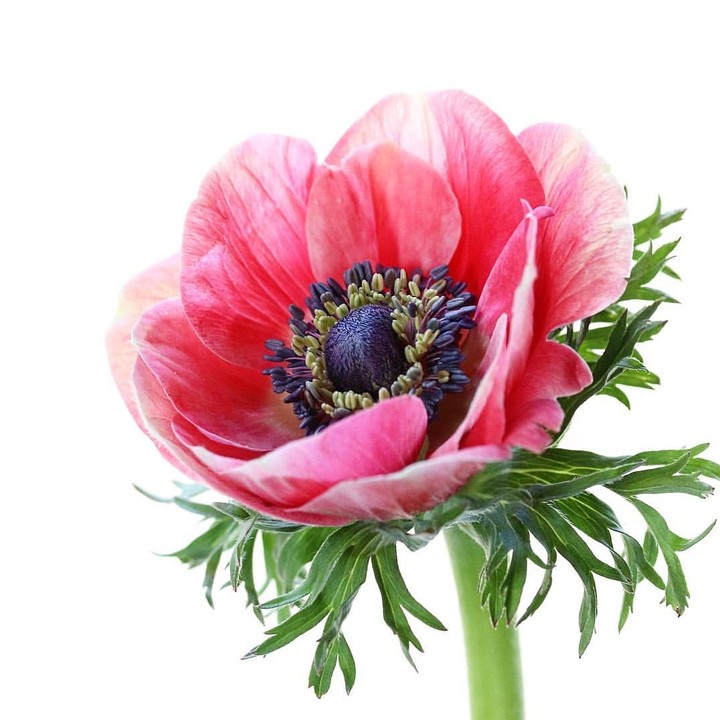 Anemone