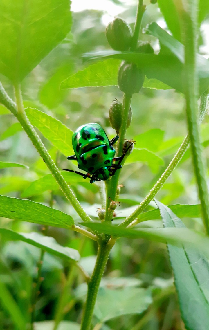 beautiful insect