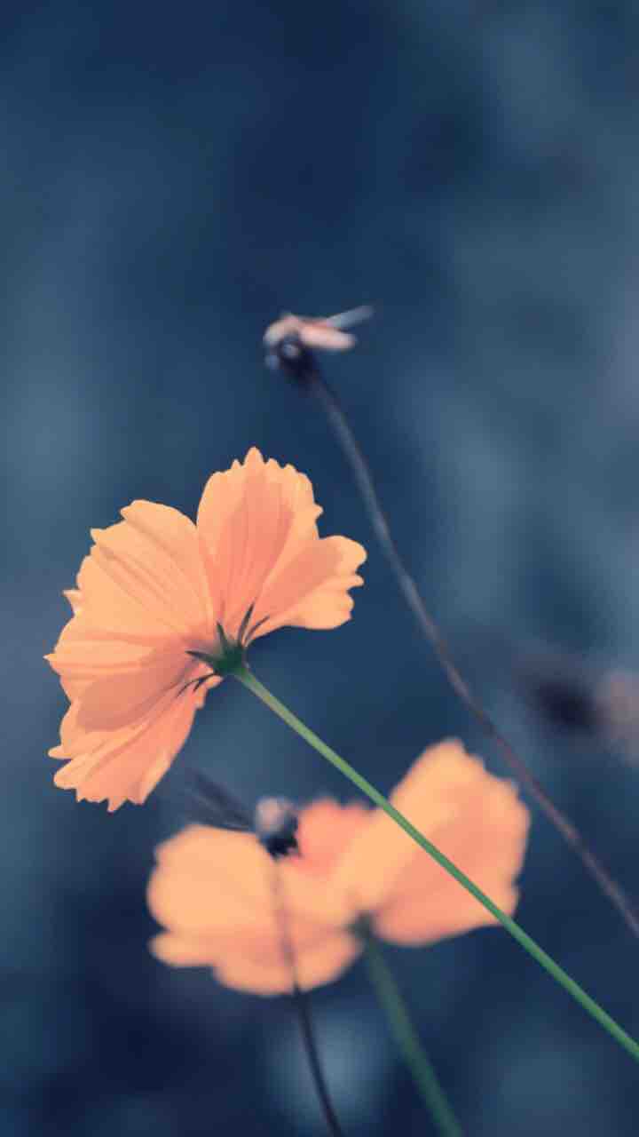 cuties in my garden